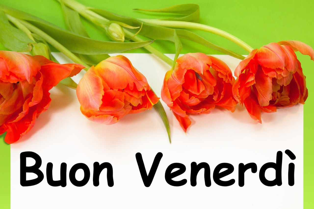buon venerdi con tulipani foto e immagini gratis